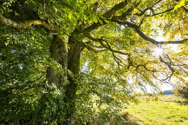 Old copper beech