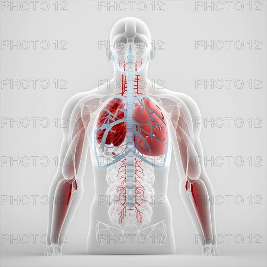 Transparent human with view of lungs