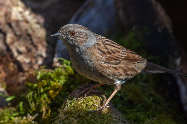 Dunnock