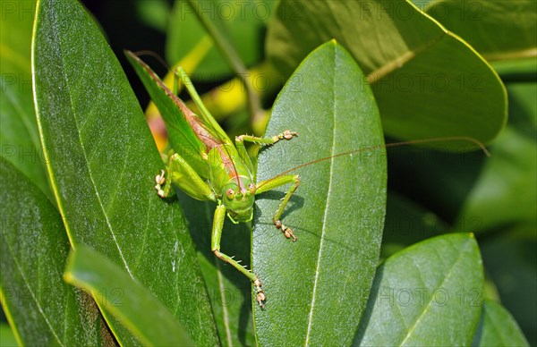 Close-up