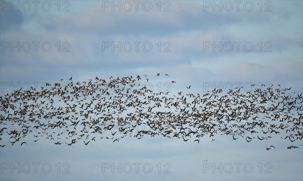 Canada Geese