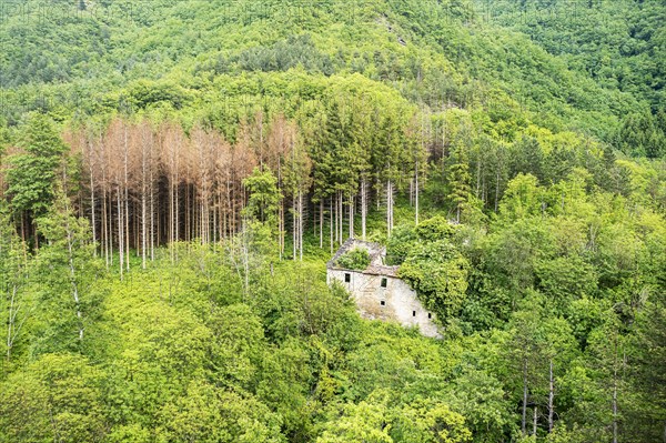 Forest area with dying conifers