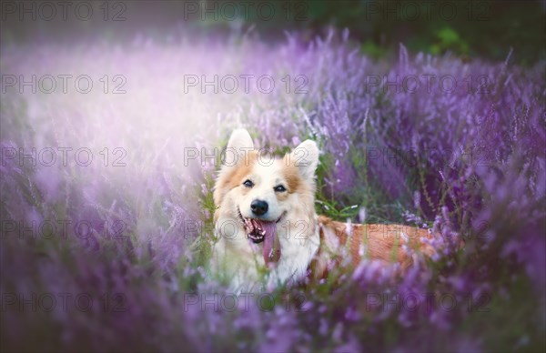 Pembroke Welsh Corgi dog sitting in a blooming heather meadow. Happy dog