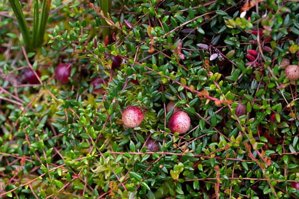 Small cranberry