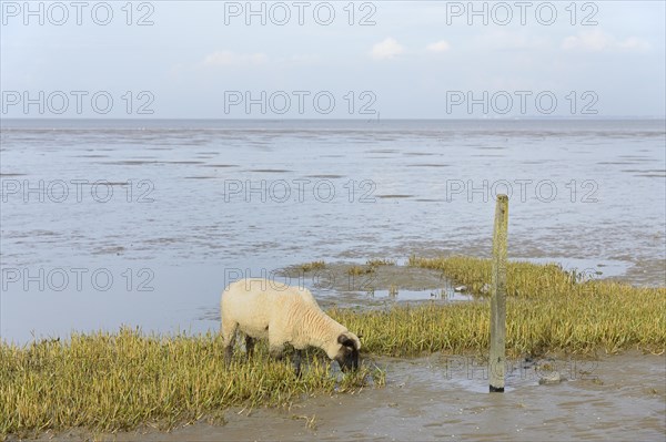 Domestic sheep