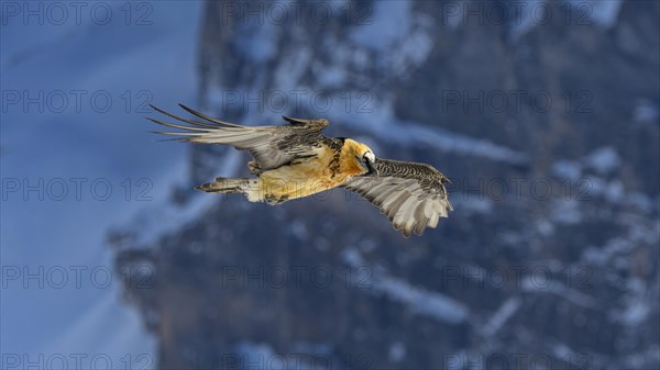 Bearded vulture