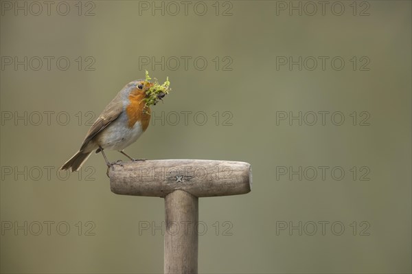 European robin