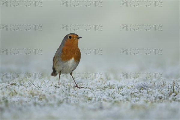 European robin