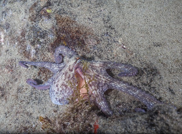 Common octopus