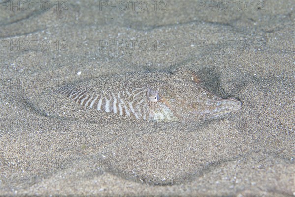 Common cuttlefish