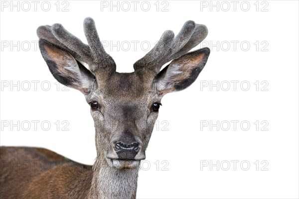 Close up of red deer