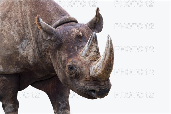 Black rhinoceros