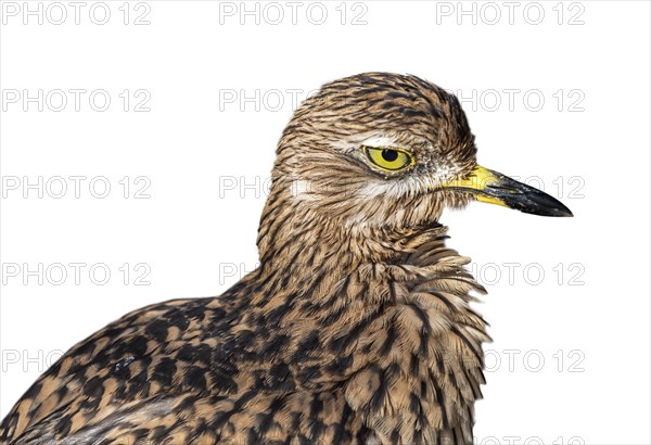 Spotted thick-knee