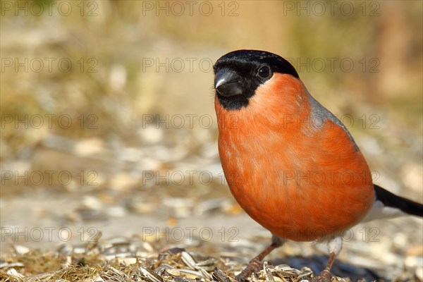 Eurasian bullfinch