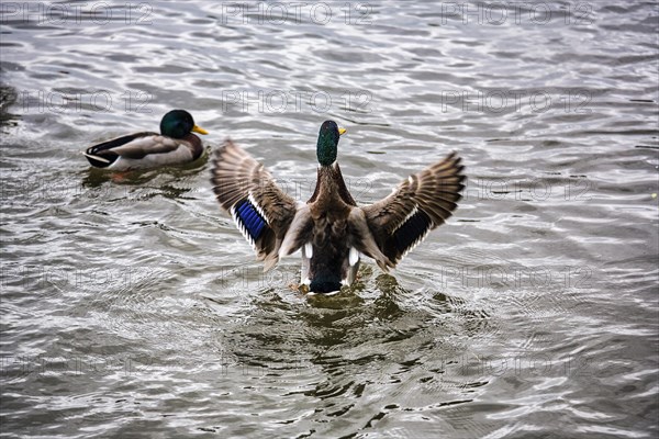 Mallard