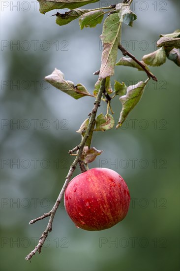 Ripe red apple