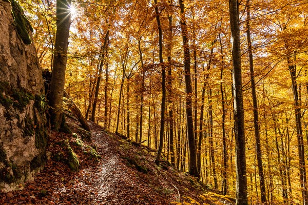 Path leads through light-flooded autumn forest