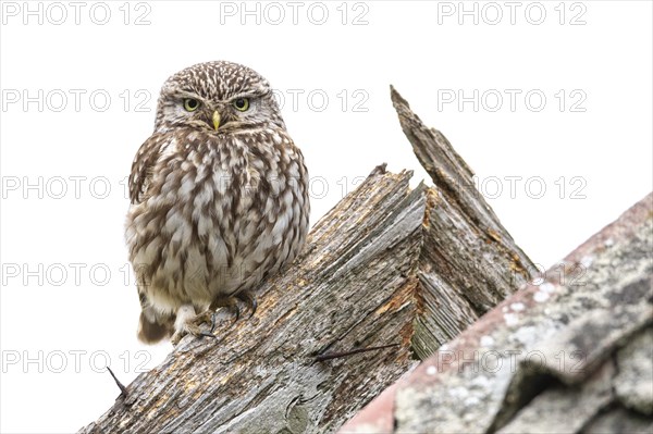 Little Owl