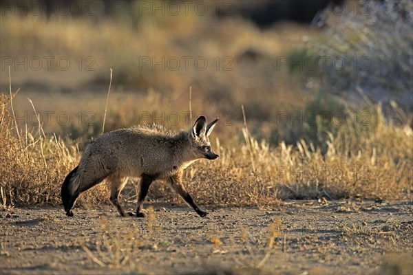 Bat-eared fox