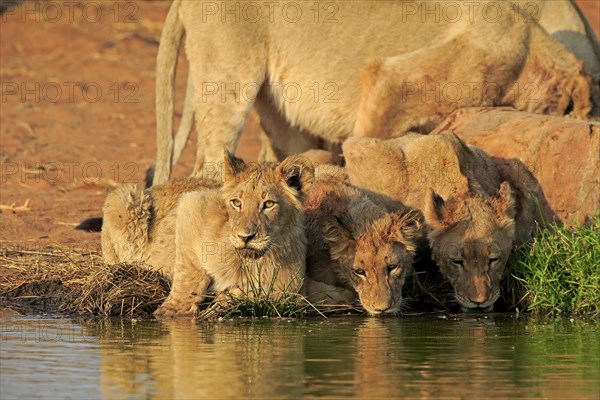 Lion