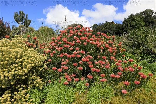 Pincushion Protea