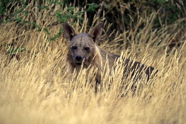 Saddleback hyena