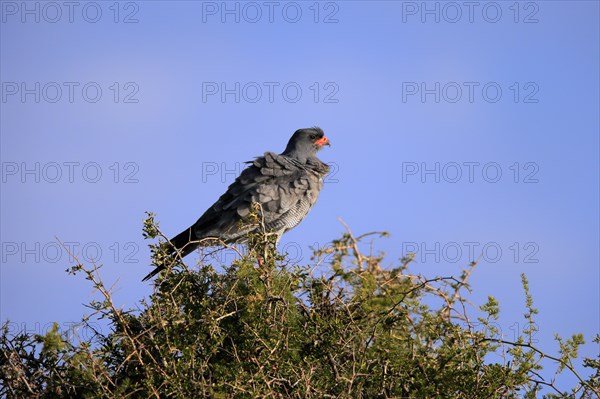 Pale chanting goshawk