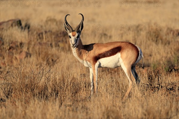 Springbok