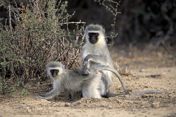 Vervet monkey