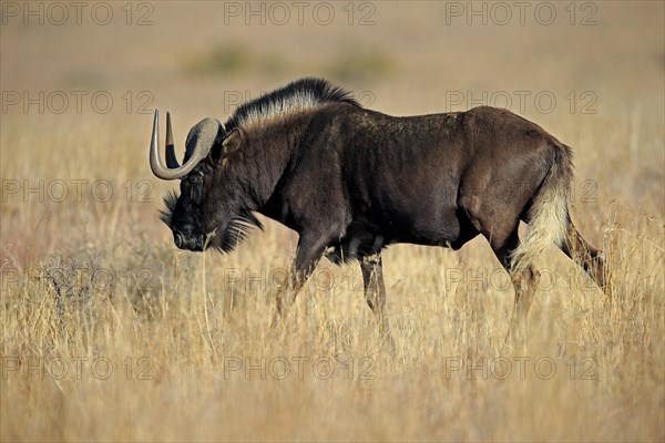 White-tailed gnu