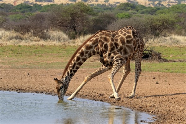 Southern giraffe
