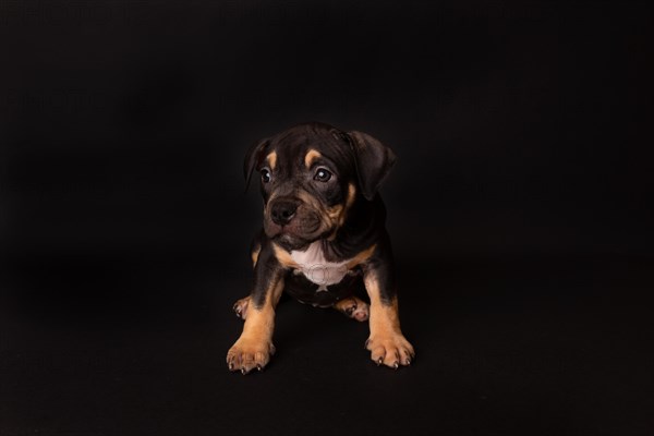 Puppy American Pit Bull Terrier sit on black background in studio