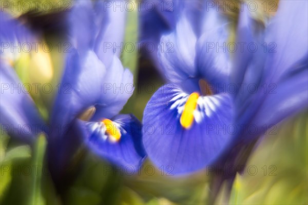 Moraea sisyrinchium