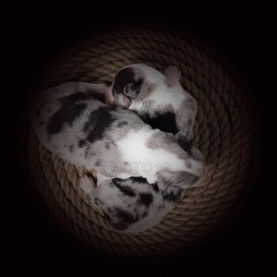 Ten days old puppies of the Welsh Corgi Pembroke