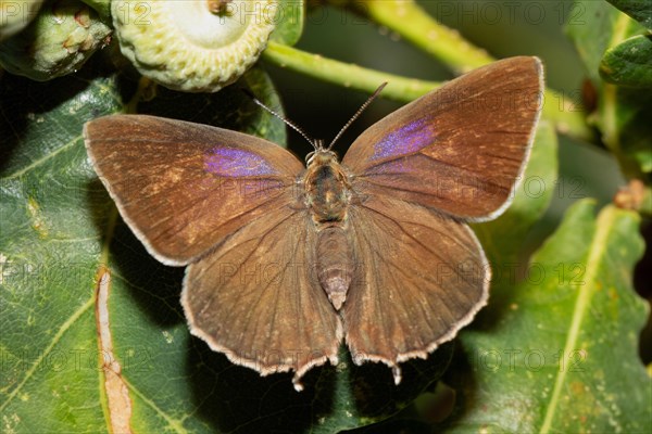 Blue oak butterfly female butterfly with open wings sitting on green leaf from behind