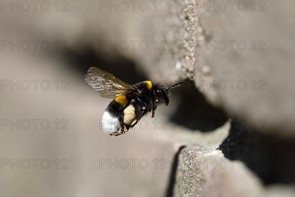 Ground bumblebee