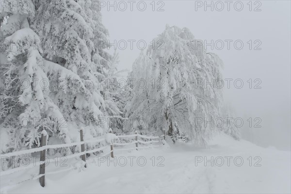 Winter landscape