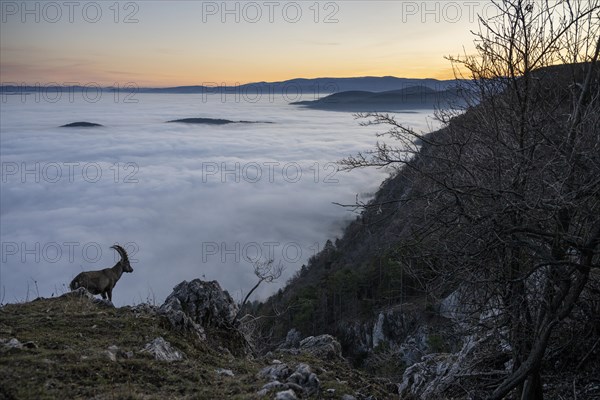 Alpine ibex