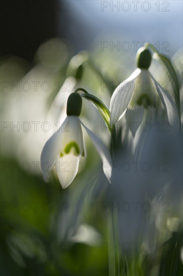 Common snowdrop