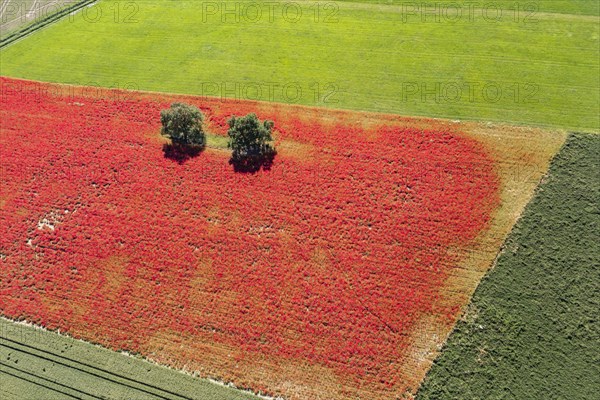 Colourful flower fields in the Hohenlohe plain. The fiery red meadows with corn poppies