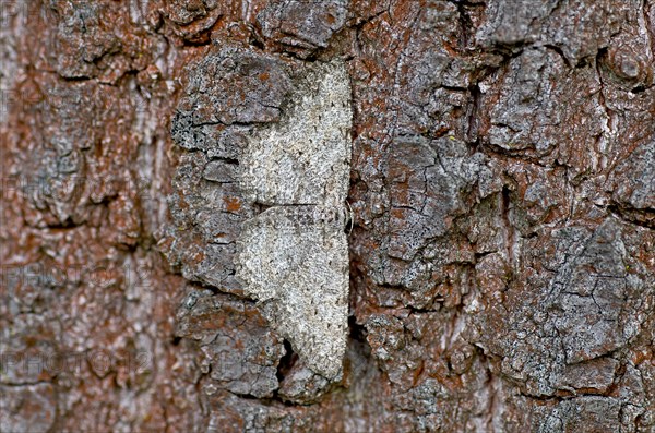 Engrailed