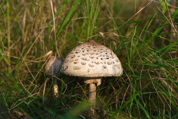 Macrolepiota procera