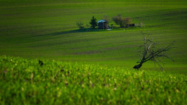 A lonely tree standing in the middle of beautifully undulating Moravian fields. Czech Republic
