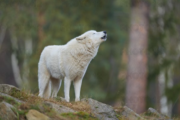 Alaskan tundra wolf