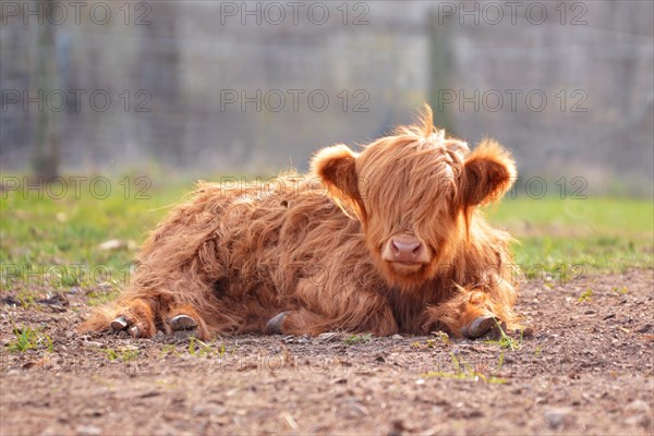 Cute young Scottish Highland Cattle calf with light brown long and scraggy fur lying on ground