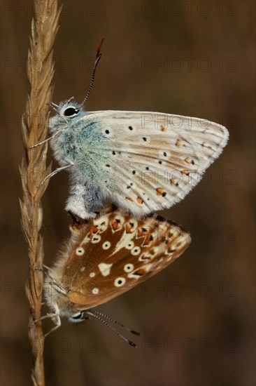 Silver-green blue butterfly male and female in mating with closed wings sitting on brown culm seen left