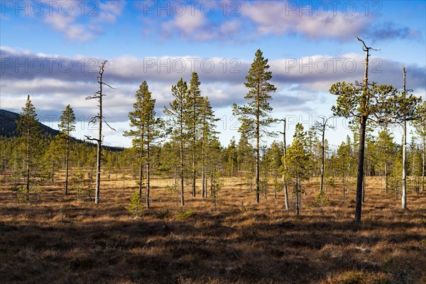 Spruce trees in Fulufjaellet National Park