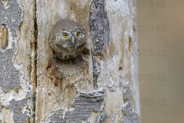 Pygmy Owl