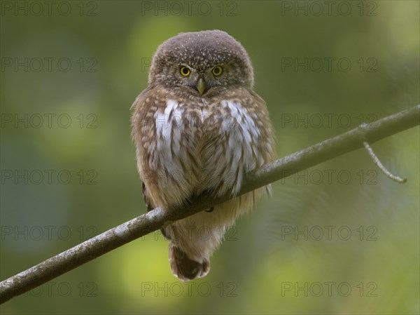 Pygmy Owl