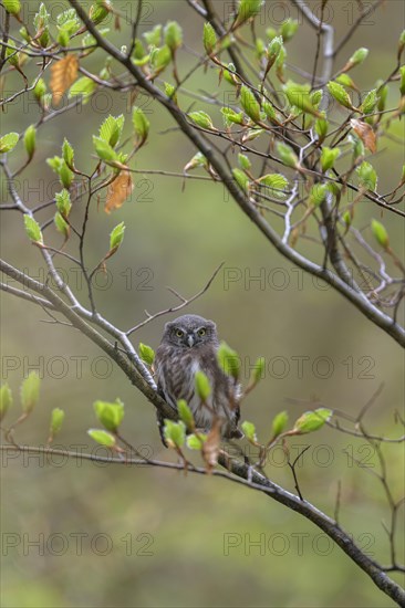 Pygmy Owl